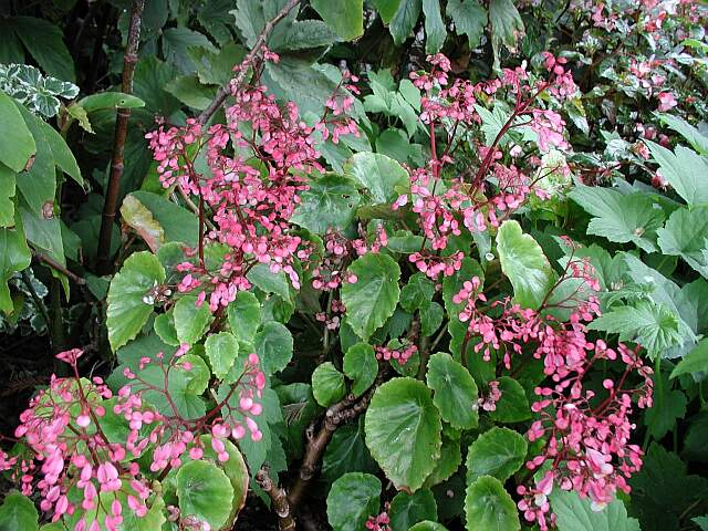 B. sparsipila